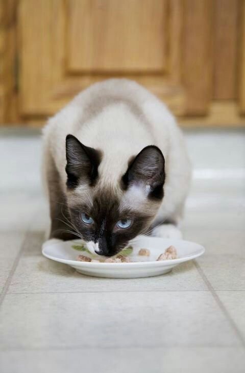 Siamese Kitten Nutrition: What Should Your Kitten Be Eating?