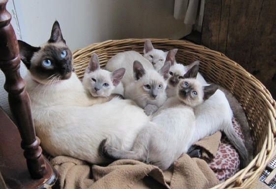 Siamese Cat Size Explained: How Big Do They Really Get?