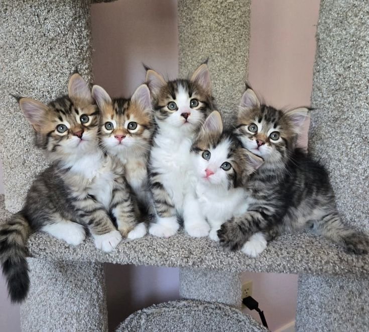 How to Prepare Your Home for a New Maine Coon Kitten