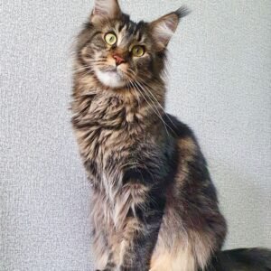 Ember