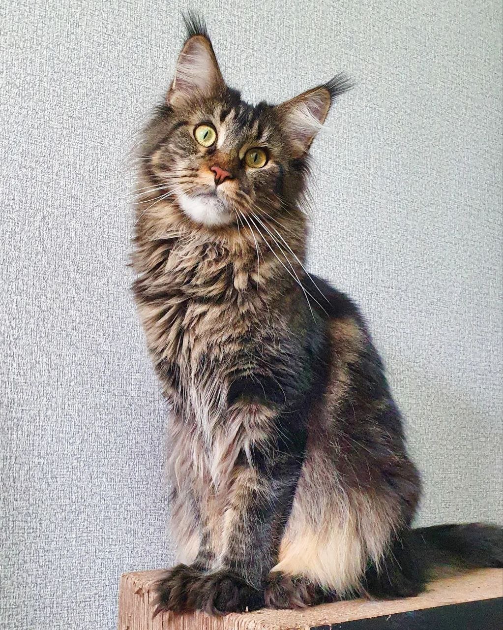 Ember