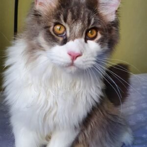 Hazel