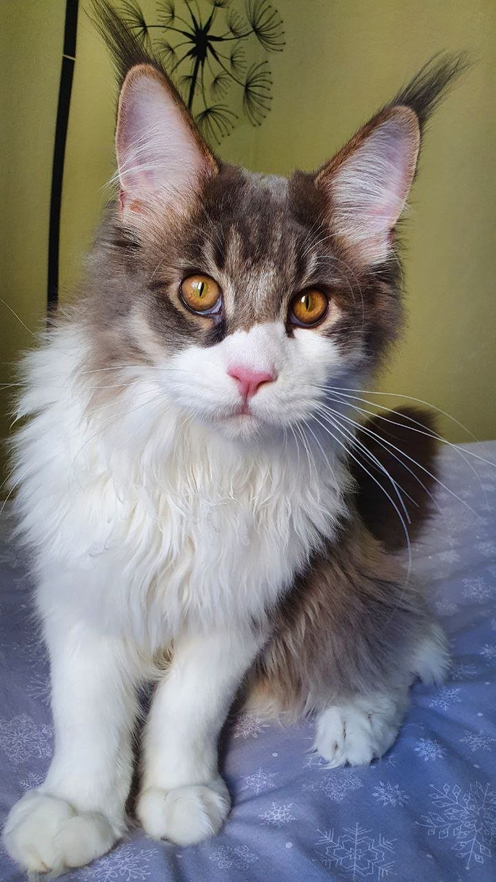 Hazel