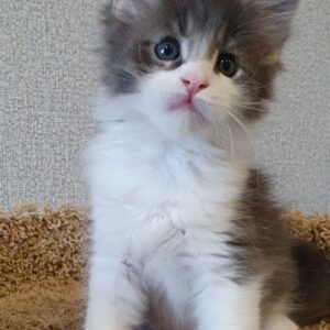 Willow