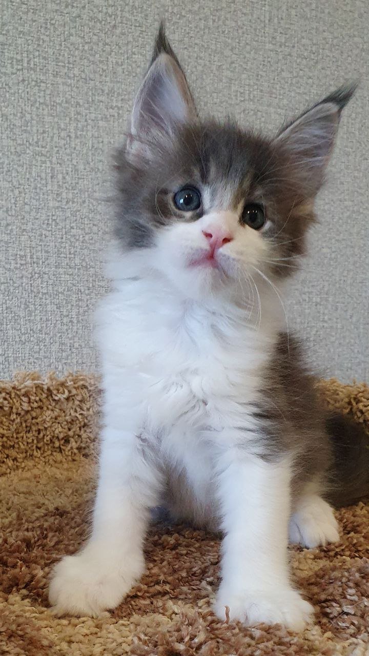 Willow