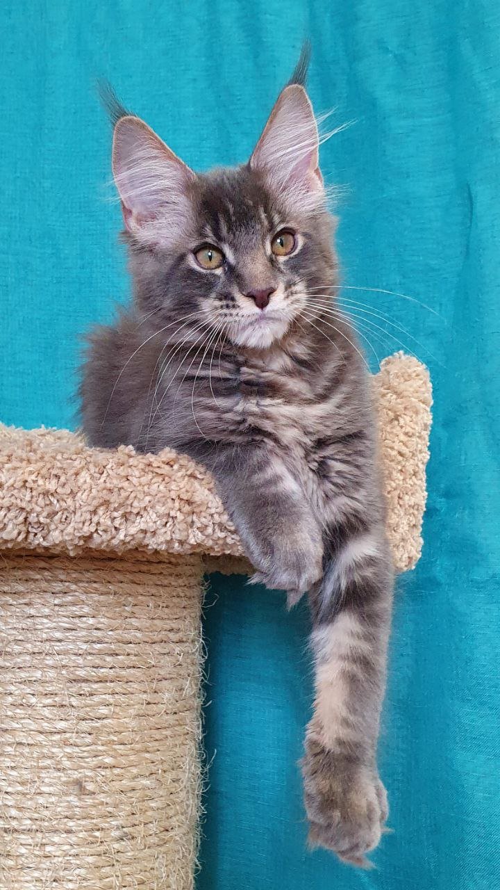Oliver - Image 2