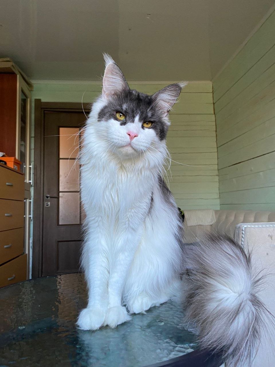 Luna