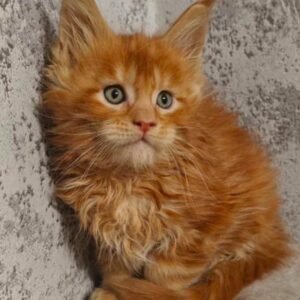 Majestic's Charlie