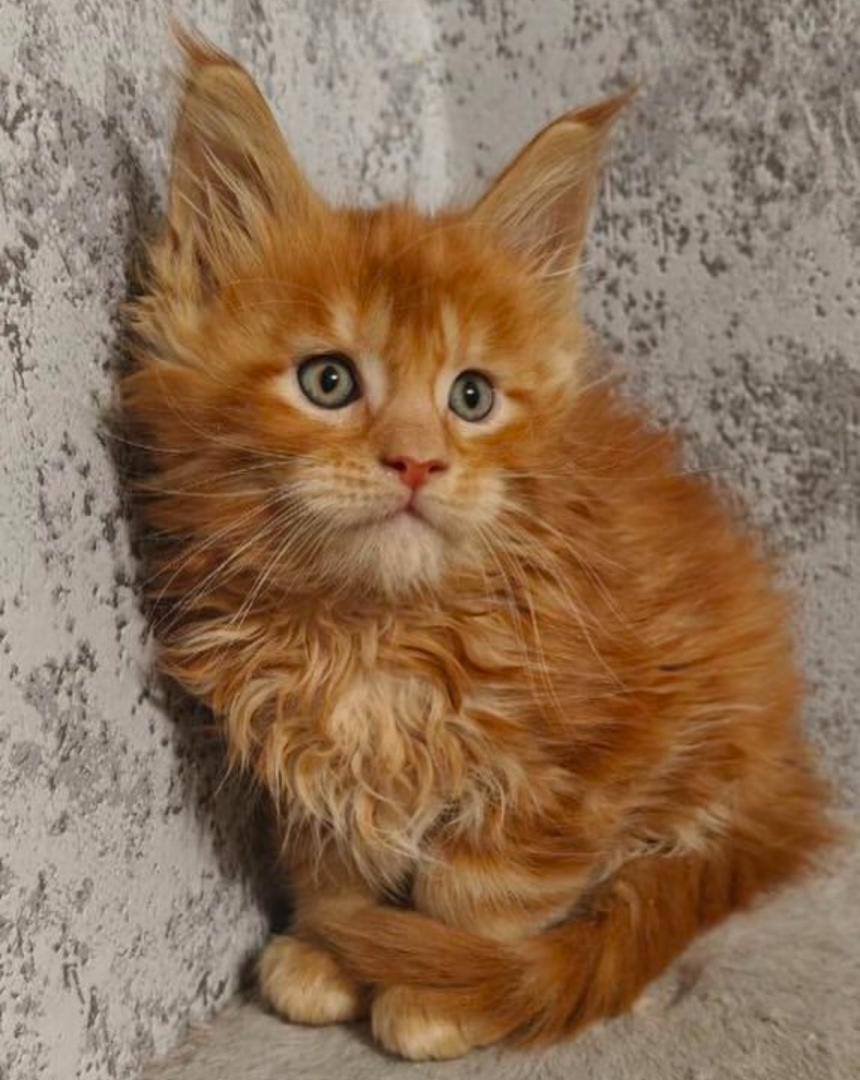 Majestic's Charlie