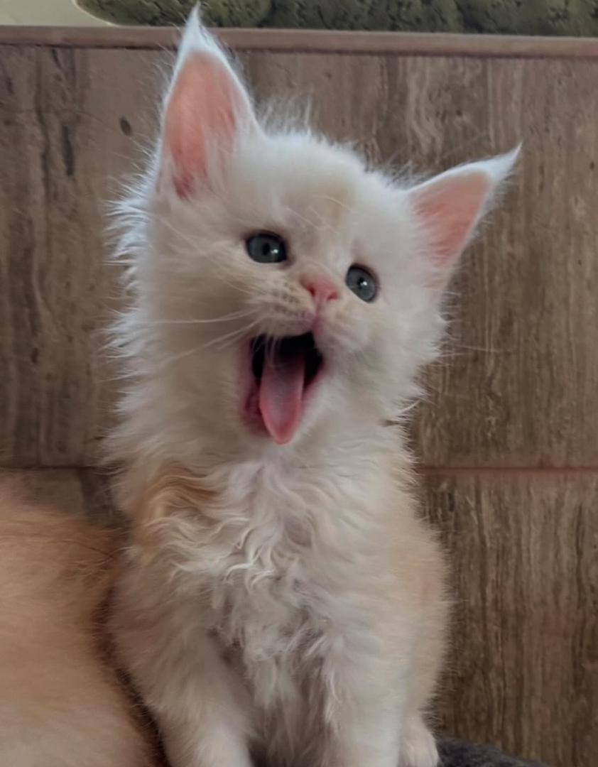 Bella