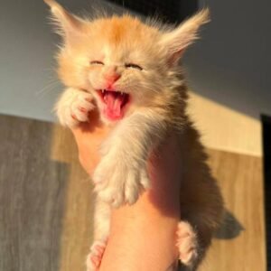 Sunny