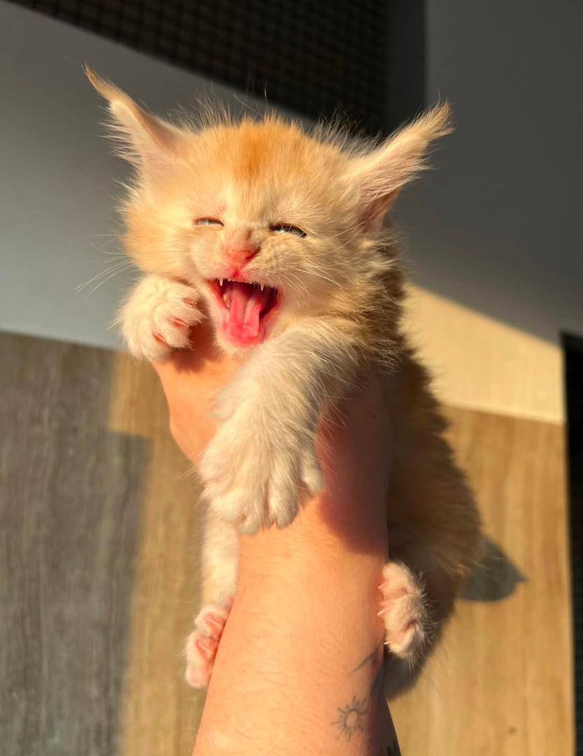 Sunny