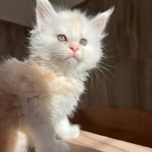 Rosie