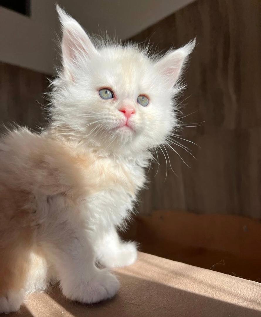 Rosie