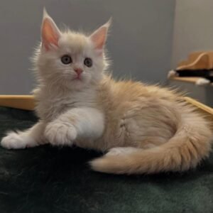 Poppy