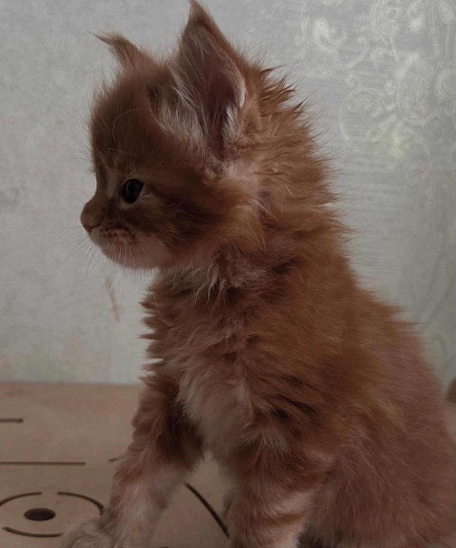 Milo - Image 2