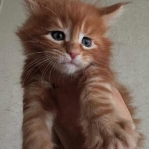 Milo