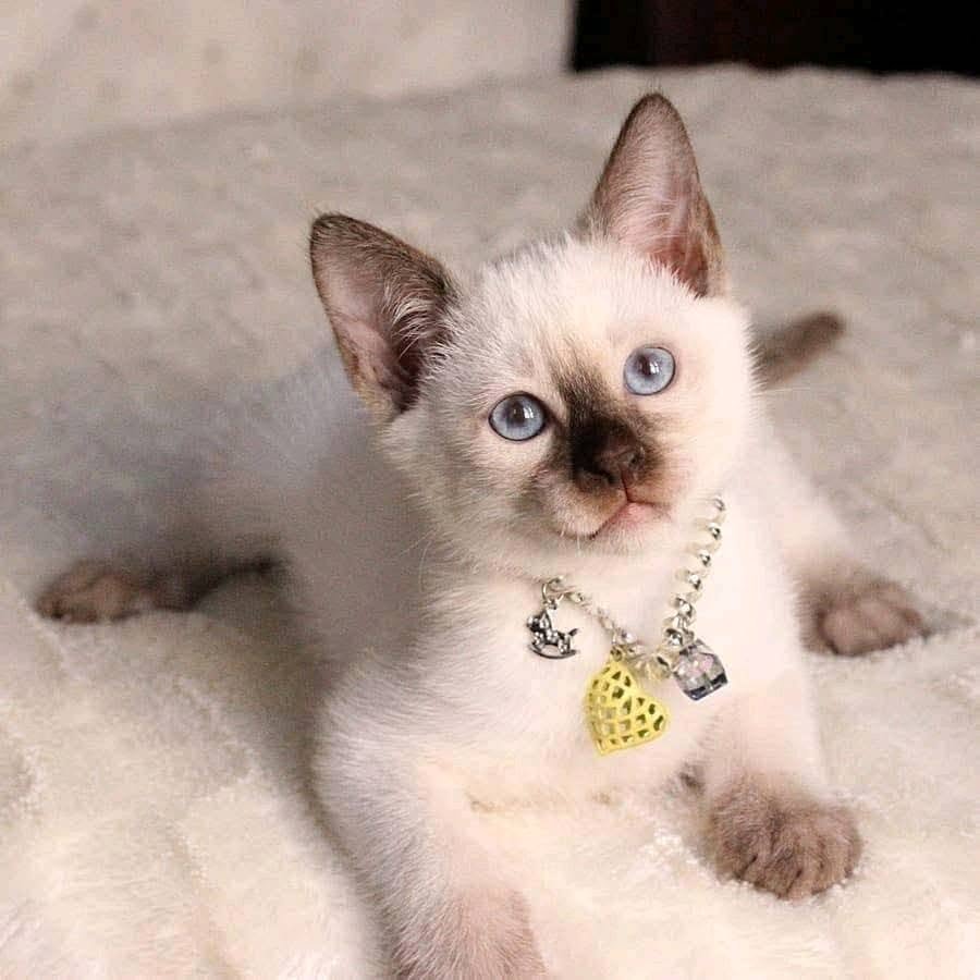 Lulu