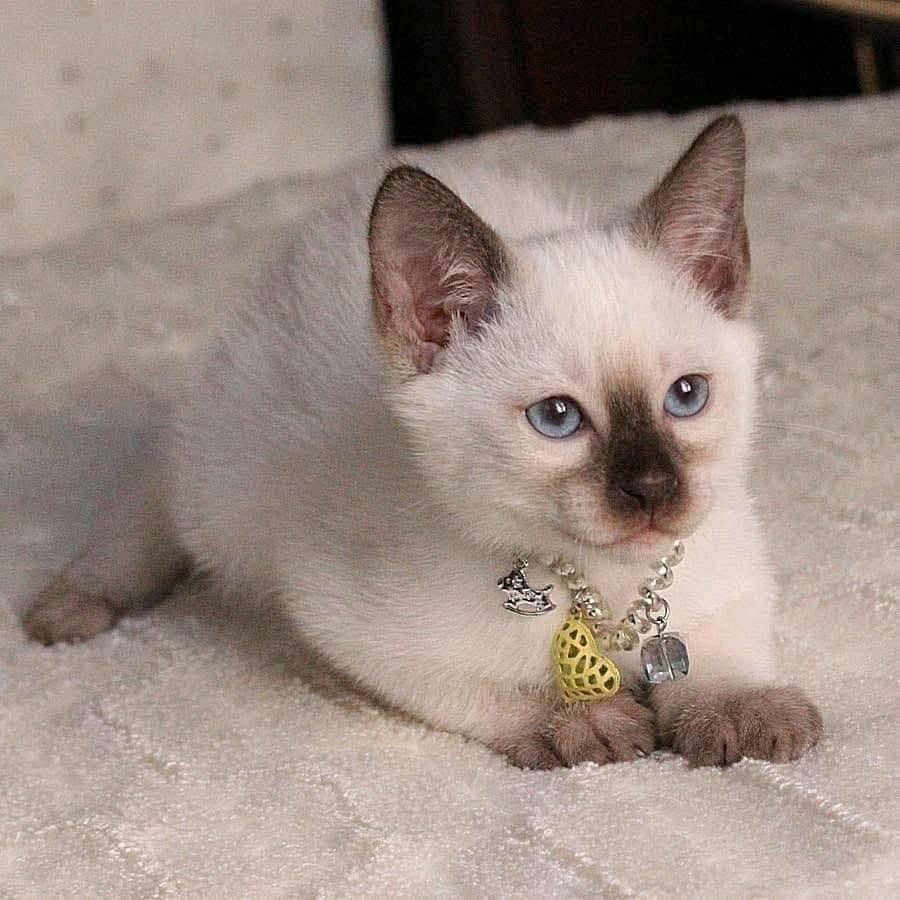 Lulu - Image 2