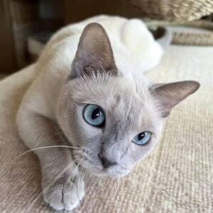 Cat Name: Ash<br> Age: 1.5 years<br> Gender: Male