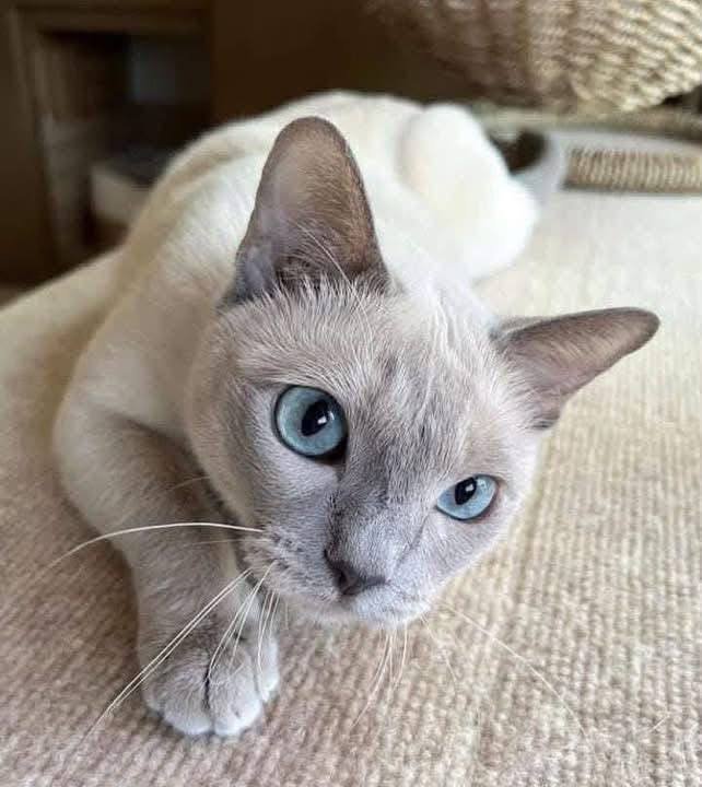 Cat Name: Ash<br> Age: 1.5 years<br> Gender: Male