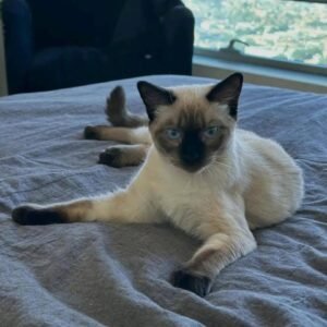 Cat Name: Remy <br> Age: 2 years  <br>Gender: Male