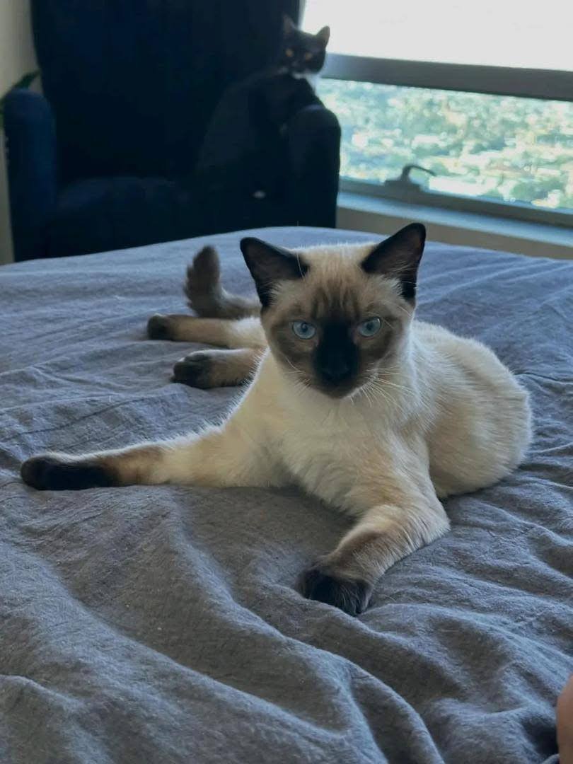 Cat Name: Remy <br> Age: 2 years <br>Gender: Male
