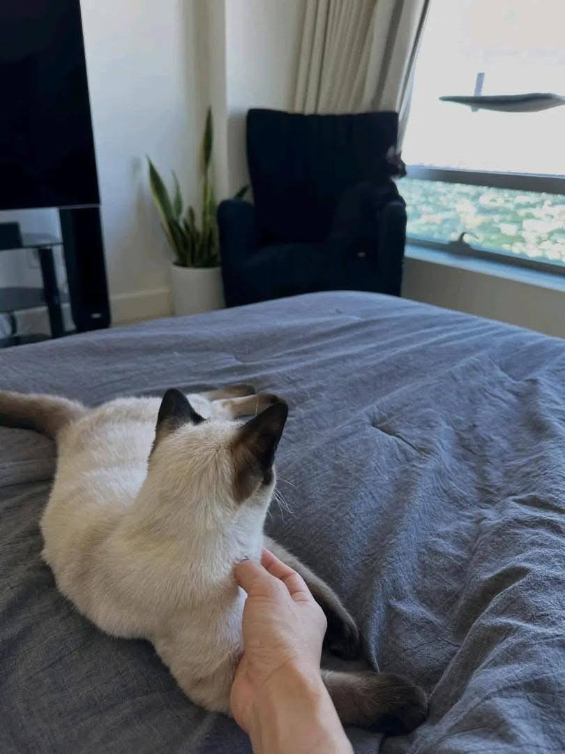 Cat Name: Remy <br> Age: 2 years <br>Gender: Male - Image 2