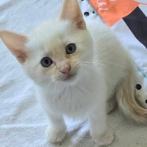 Mochi <br>Age: 3 months <br>Gender: Female