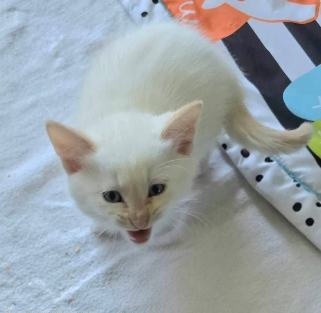 Mochi <br>Age: 3 months <br>Gender: Female - Image 2