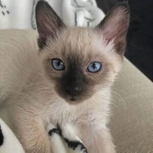 Nori<br> Age 3 months<br> Gender:Female