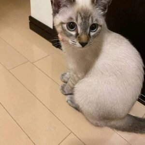 Kiki