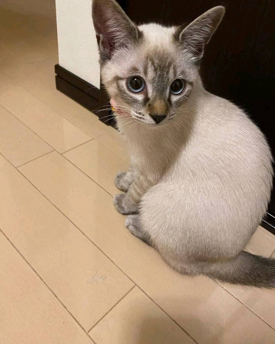 Kiki