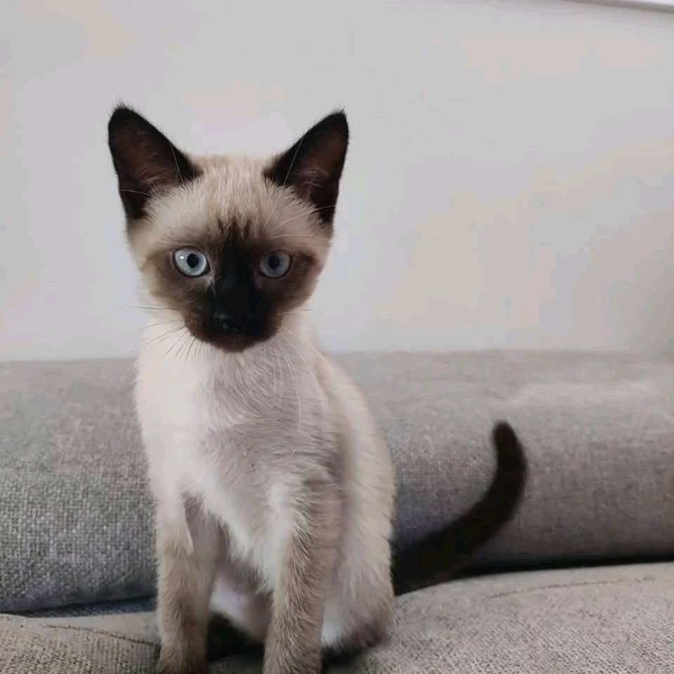 Miso